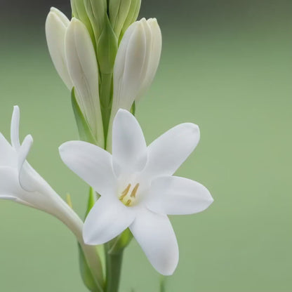 Tuberose (Kupaloke) Fragrance Oil