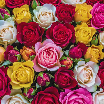 Rose Garden Fragrance Oil