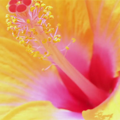 Hawaii Fragrance Oil