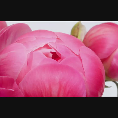 Peony Flowers Fragrance Oil