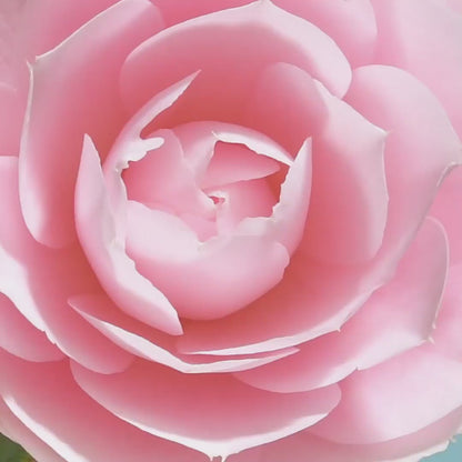 Camellia Blossom Fragrance Oil